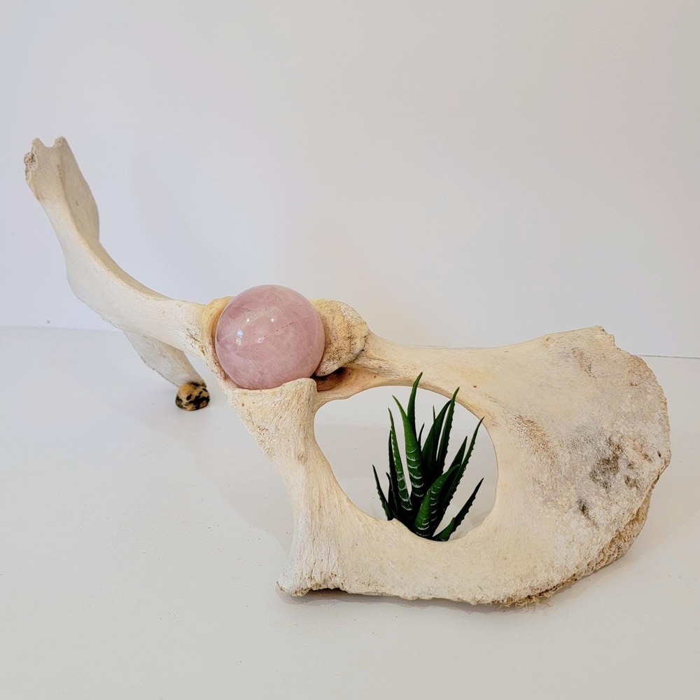 Real Cow Bone Specimen Natural Found Oddity Curiosity Decor sun-bleached boho